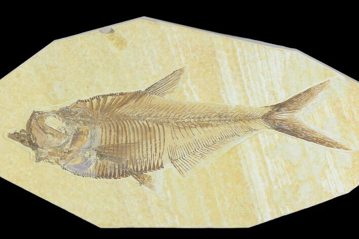 5.65" Fossil Fish (Diplomystus) - Green River Formation